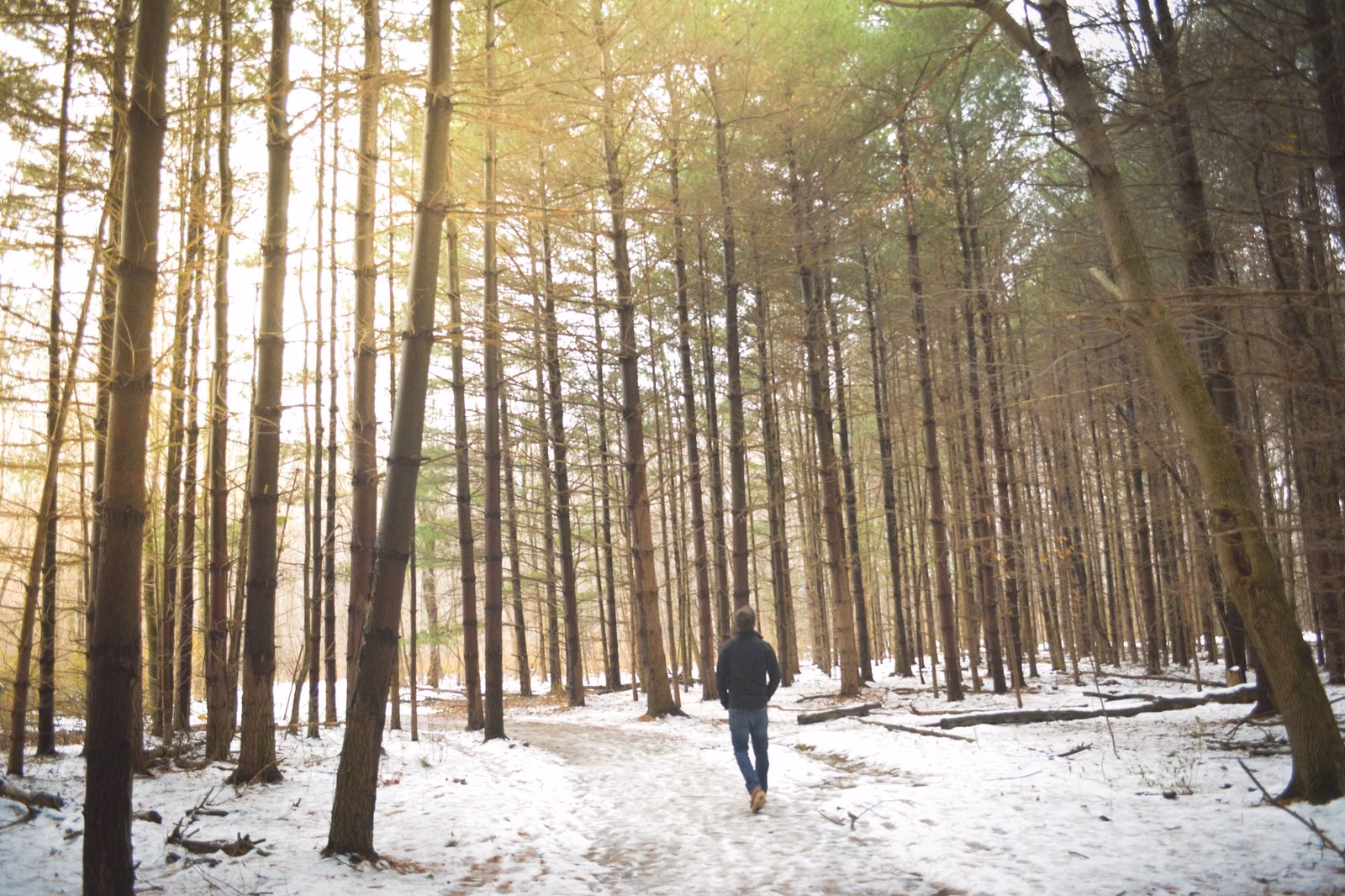 A walker on a snowy trail through tall thin pines