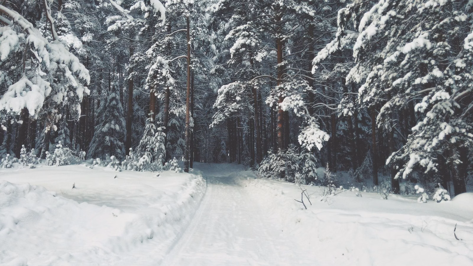 A snow-covered woods road through heavy snow-laden evergreens