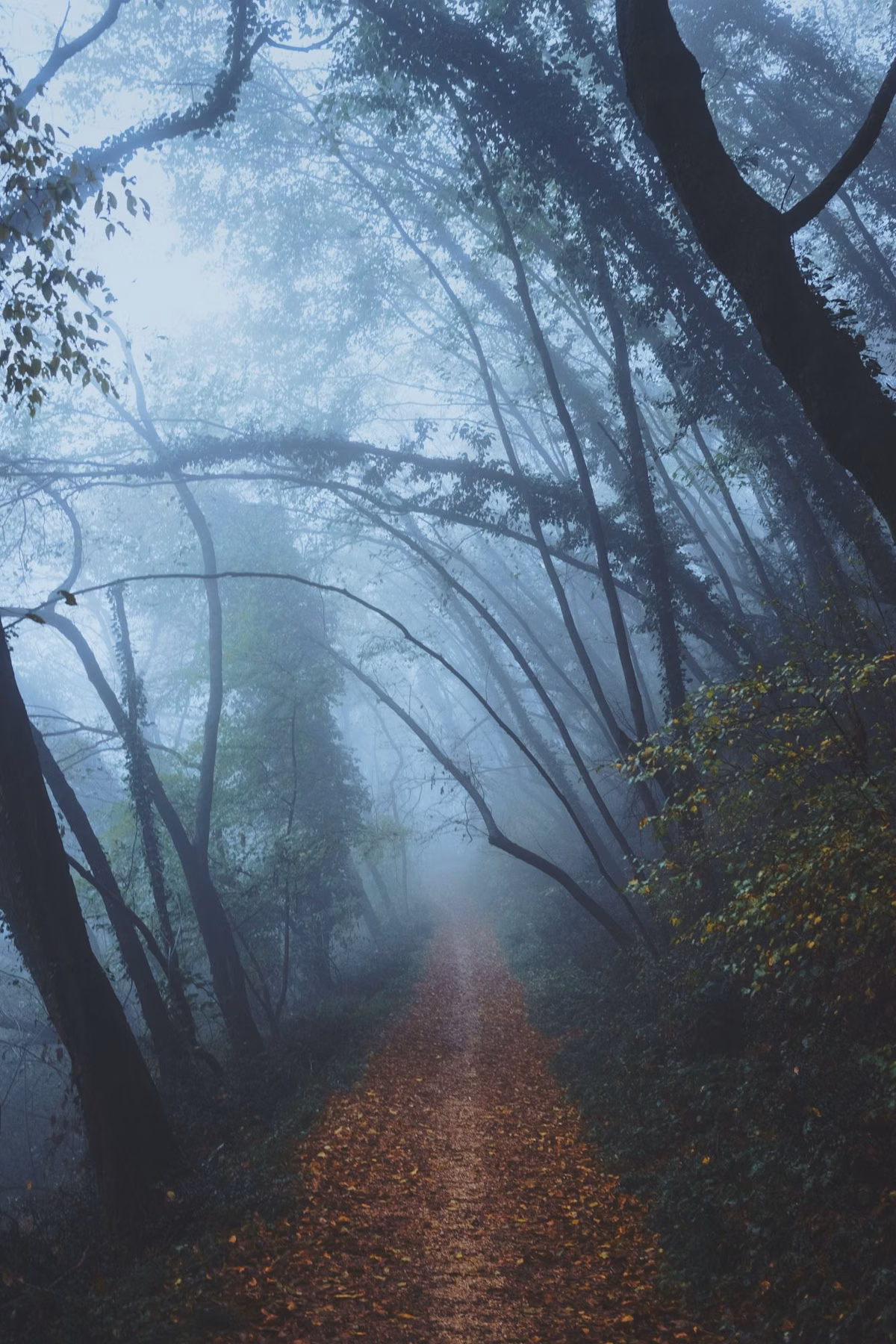 A leaf-covered path running into a misty forest