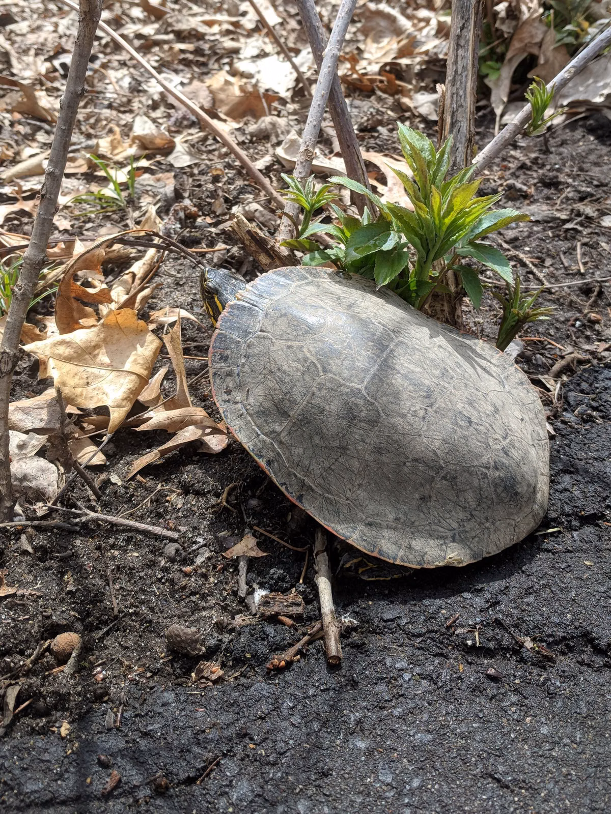 A painted turtle crossing a dirt path among dry leaves