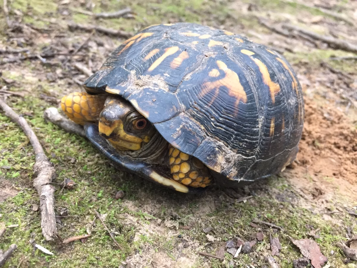 An eastern box turtle with yellow-patterned shell on moss and leaves