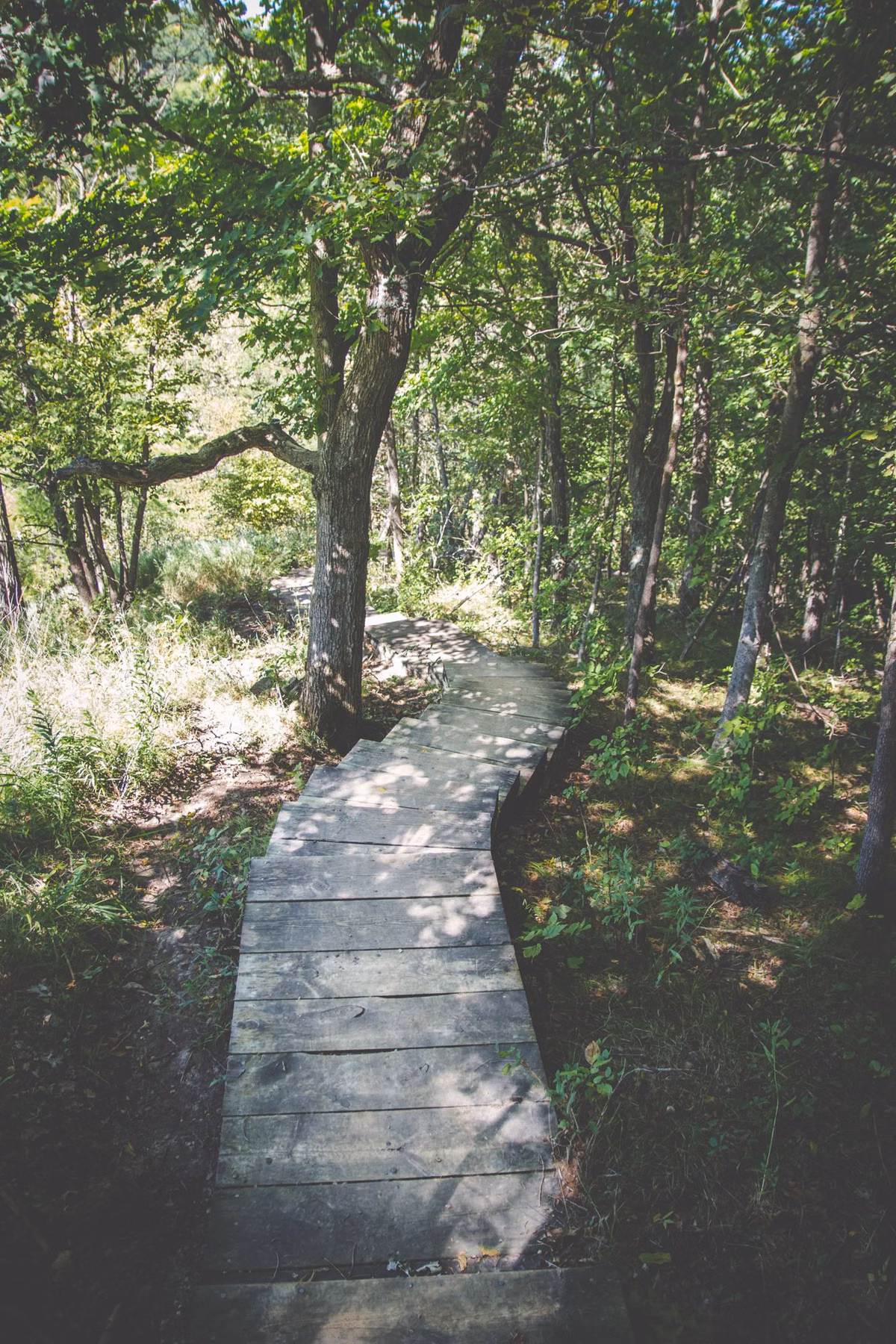 A narrow wooden boardwalk through green woods
