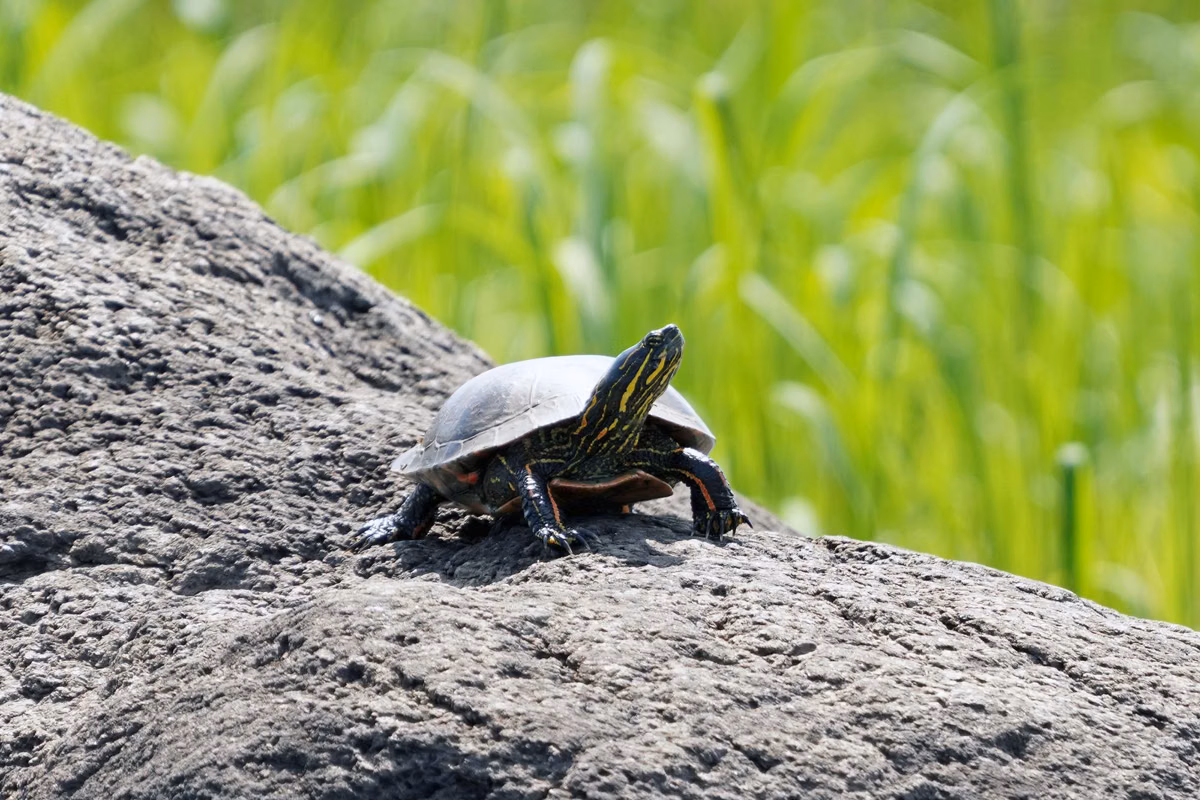 A painted turtle basking on a gray rock beside green grass