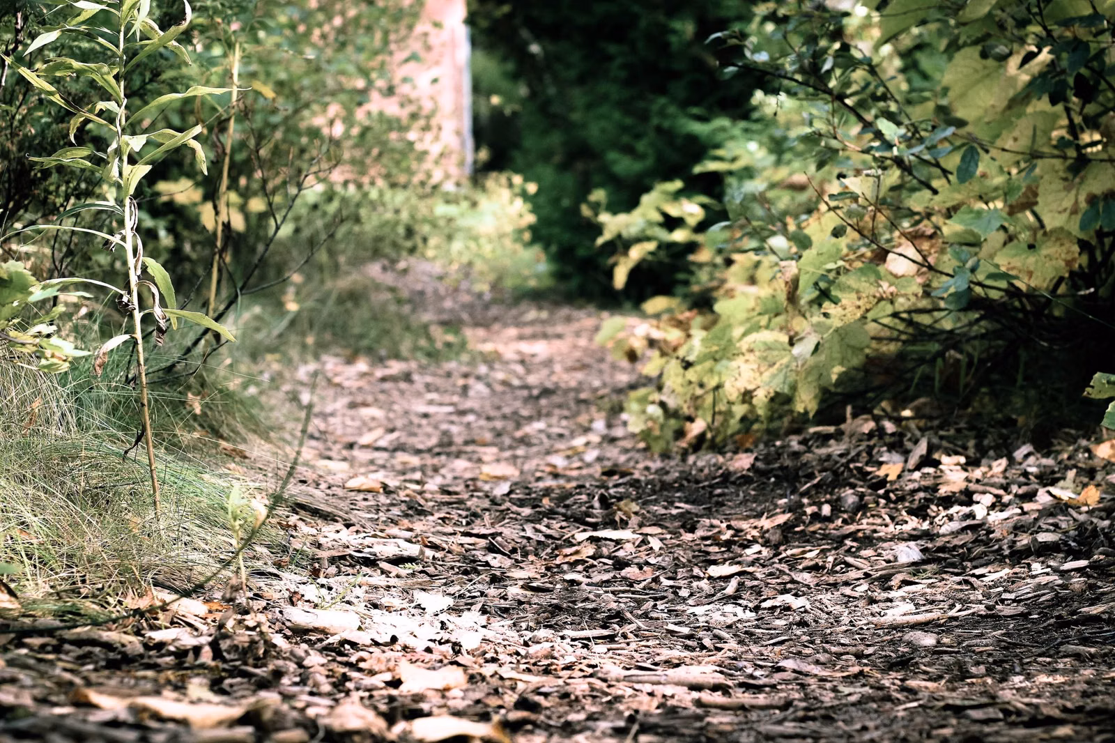 A narrow dirt trail through autumn woods