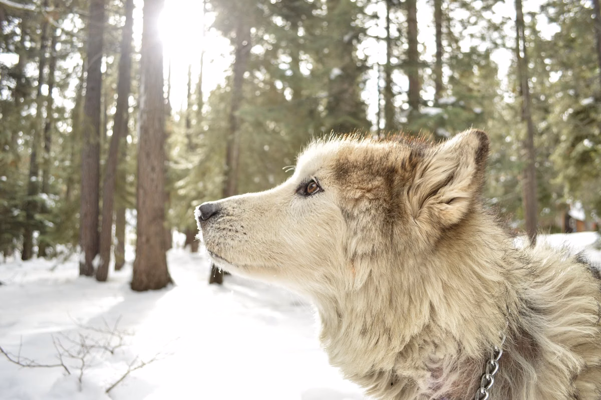 A dog looking up in snowy pine woods